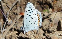 Close up of an acmon blue butterfly species perched on prairie soil 
