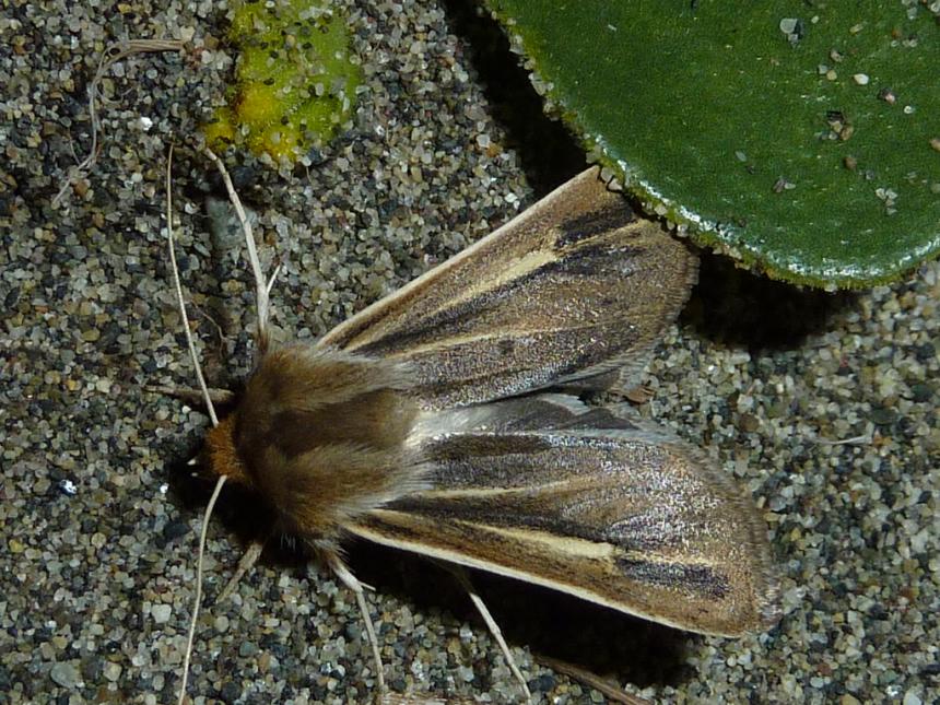 Close of an adult sand-verbena moth on sandy substrate; night photo