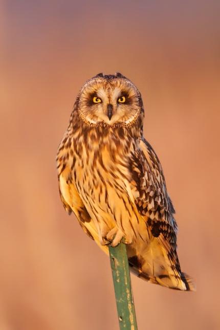 Close up of a short-eared owl perched on a post illuminated by sunshine