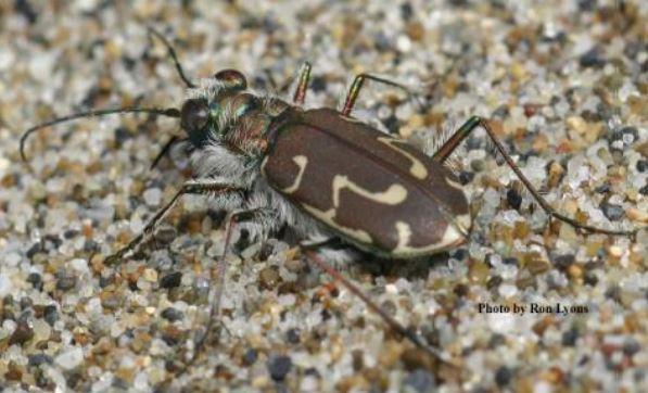 Close up of a Siuslaw Sand Tiger Beetle on sand