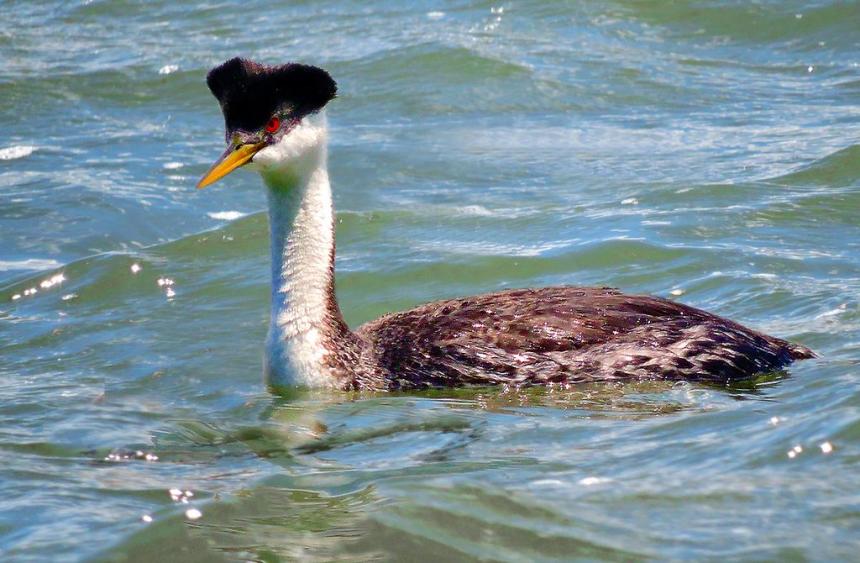 Close up of an adult Western Grebe on the water