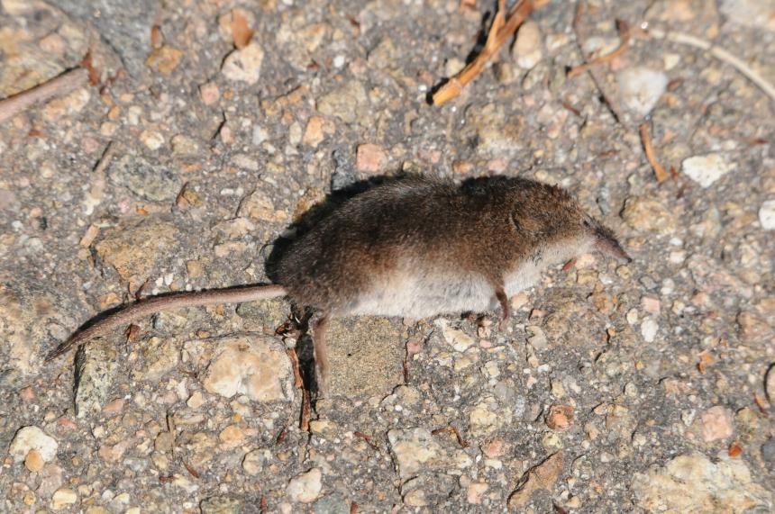 Close up of a deceased Merriam's shrew laying on its side on the ground - it is dark brown with a white underside