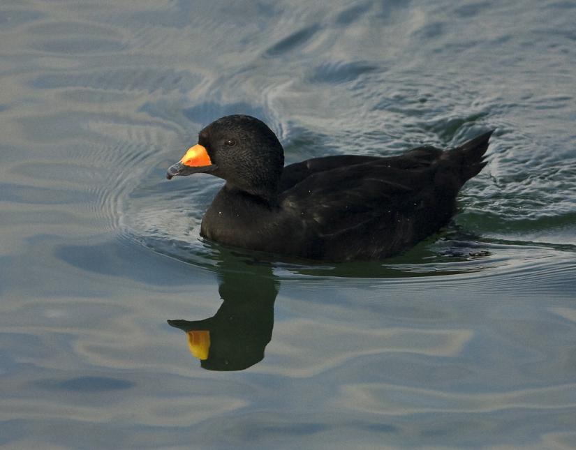 Close up of a black male scoter on the water.