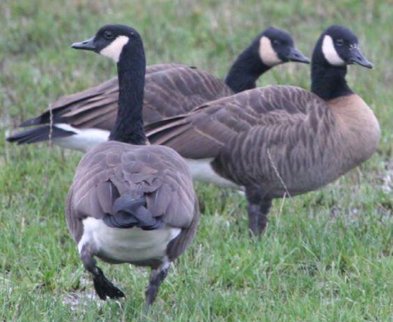 Close up of three dusky Canada geese huddled together on grass