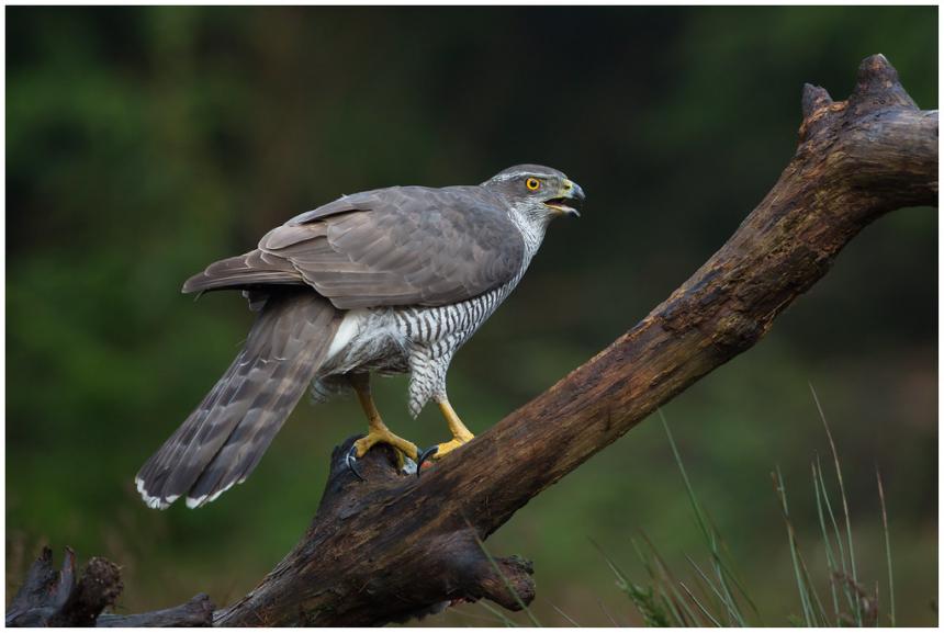 Close up of adult northern goshawk female perched on a branch - side view of bird