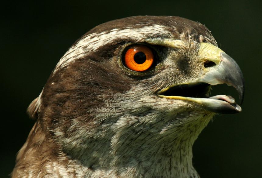 Close up of the head of an immature northern goshawk