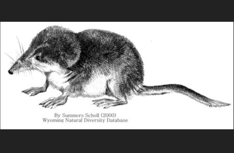 A black and white illustration of a Preble's shrew. The shrew is dark on top with a white underside.