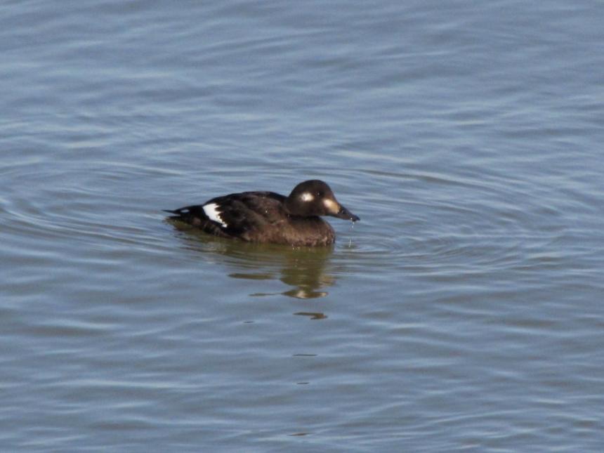 Close up of a white-winged scoter female on the water.