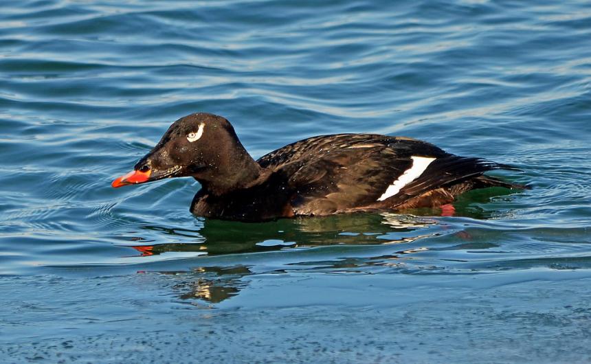 Close up of a white-winged scoter male on the water.