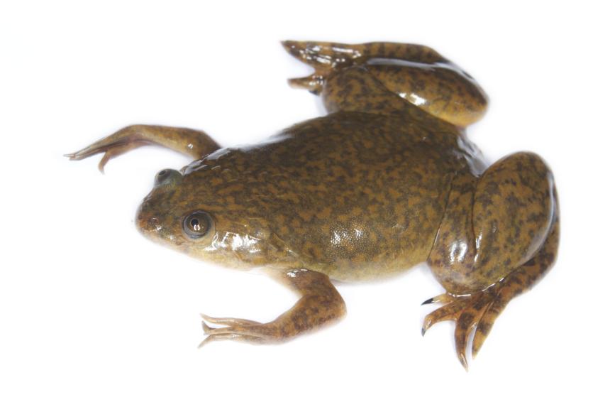 Species profile of African Clawed Frog