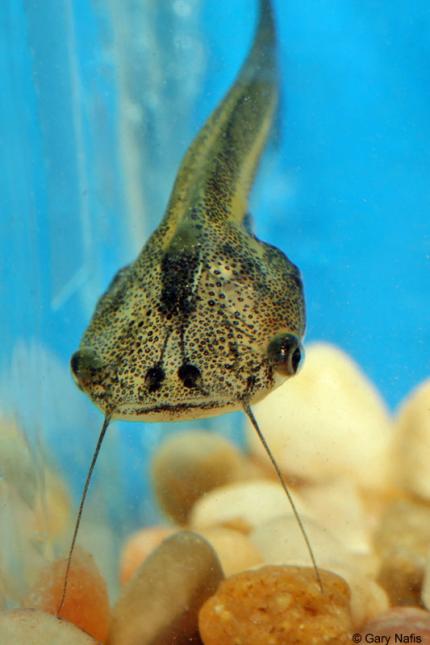 African water clearance frog food