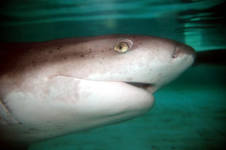 Close up of the face of a broadnose sevengill shark underwater at the Oregon Coast Aquarium