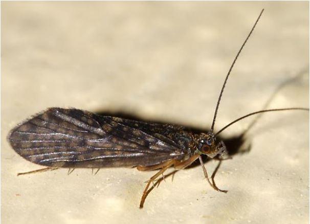 Close up of a Caddisfly - Rhyacophila acutiloba; winged adult standing on a light-colored surface.