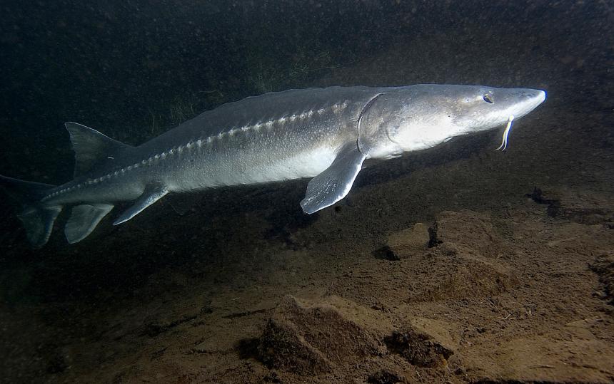 Underwater side view of a white sturgeon