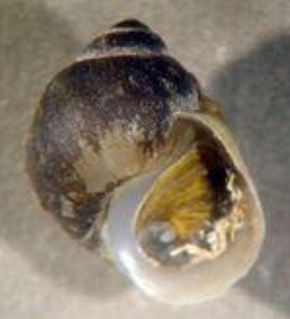 Close up of the brown, whorled shell of an ashy pebblesnail