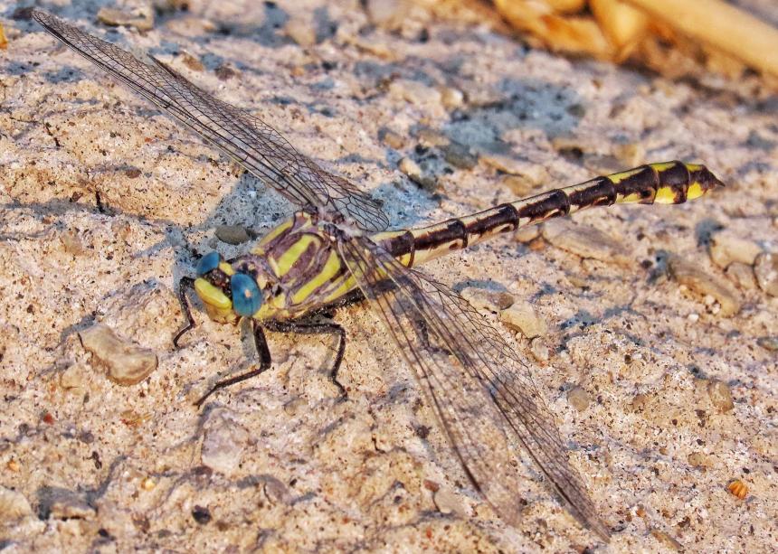 Close up of an adult Columbia clubtail dragonfly on light-colored sandy soil