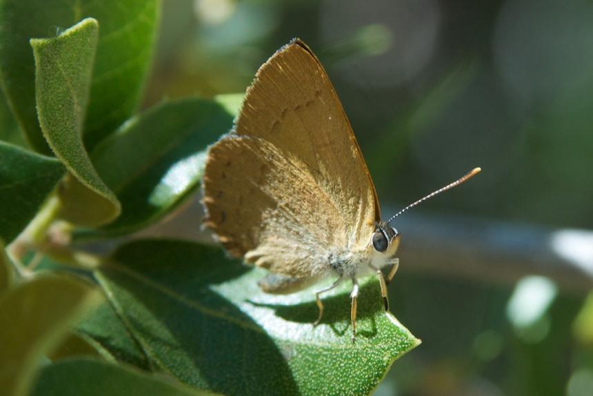 Close up of side view of a golden hairstreak on a plant leaf 