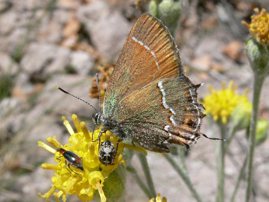 Close up of a juniper hairstreak butterfly species on a yellow flowering plant