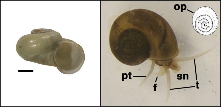 Two photos showing a close up two masked dusksnail's shells--one is occupied by the snail 
