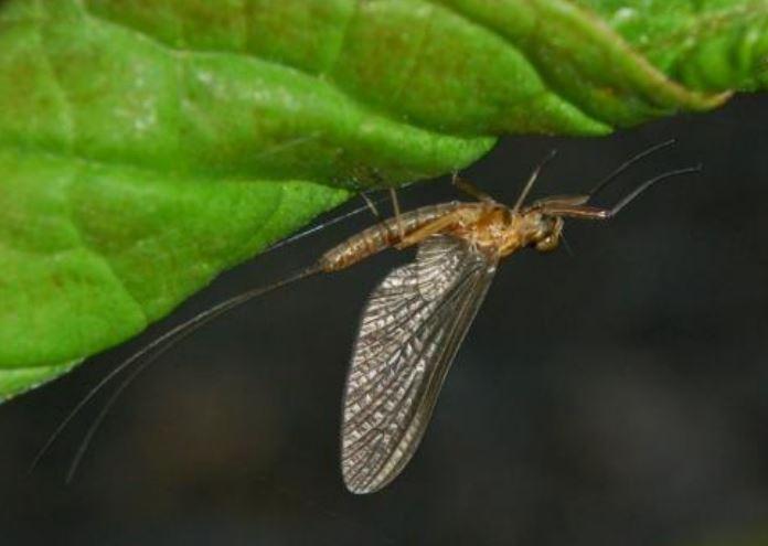 Close up of a winged adult Mayfly species clinging to a green leaf