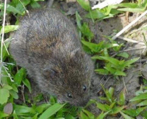 Close up of a meadow vole species in a grassy meadow 