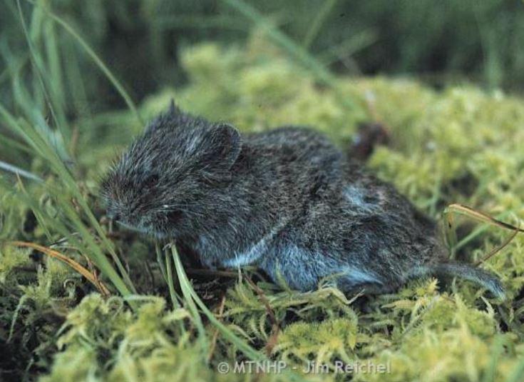 Close up of a northern bog lemming on mossy ground
