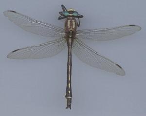 Close up of a specimen of an adult Pacific clubtail dragonfly