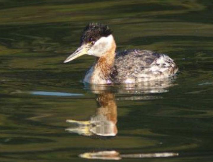Close up of an adult red-necked grebe in breeding plumage