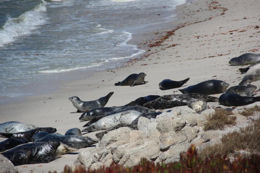 Multiple harbor seals hauled out on a sandy shoreline