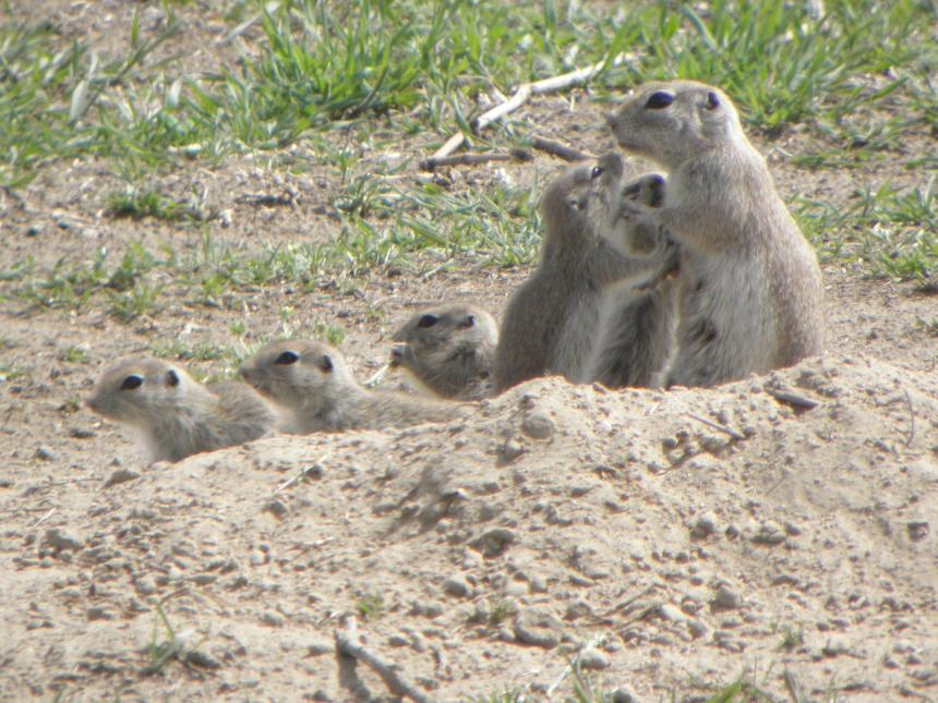 Close up of adult Townsend's ground squirrel with 5 young at their burrow