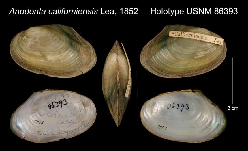 Top, interior, and side views of several California floater shells collected by Lea 1852 and marked with museum collection number 86393