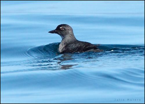 Close up of a Cassin's auklet at sea