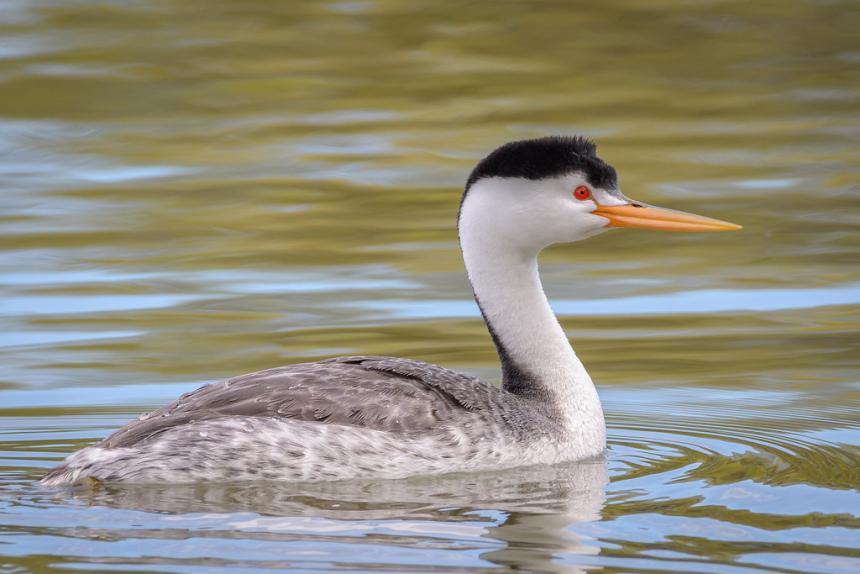Close up of a Clark's grebe on the water