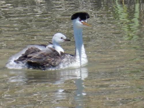 Close up of a Clark's grebe chick on the back of its parent on the water