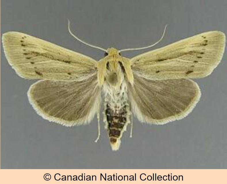 Close up of adult Copablepharon columbia moth specimen