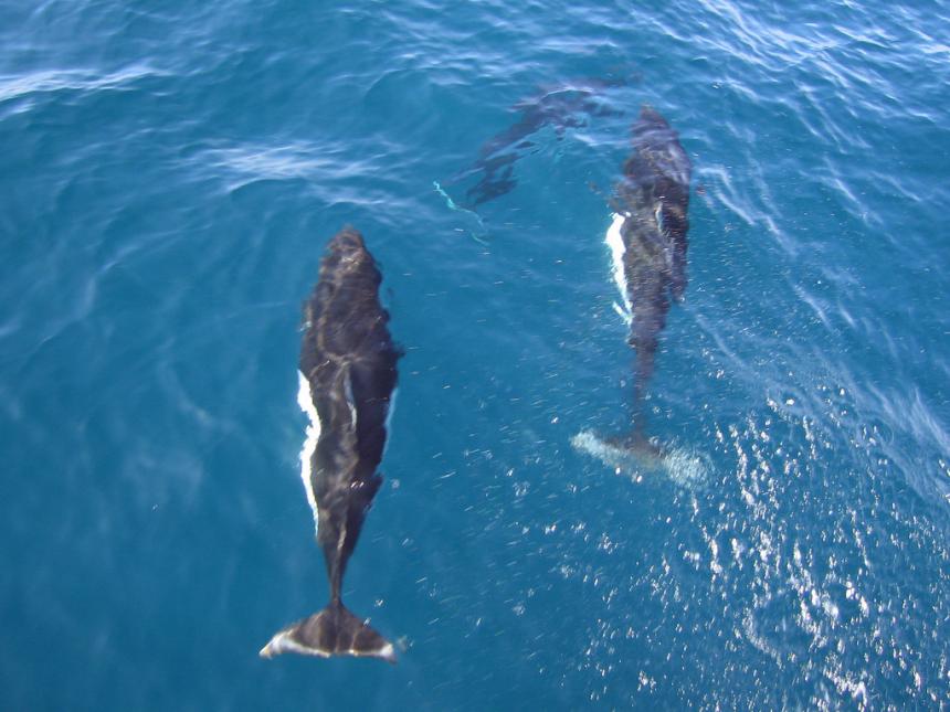 View of three Dall's porpoise swimming near the water's surface