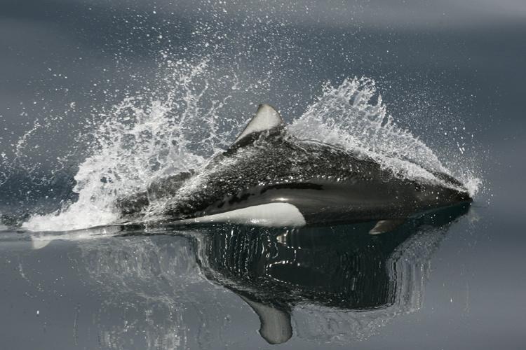 View of a Dall's porpoise breaking the surface of the water