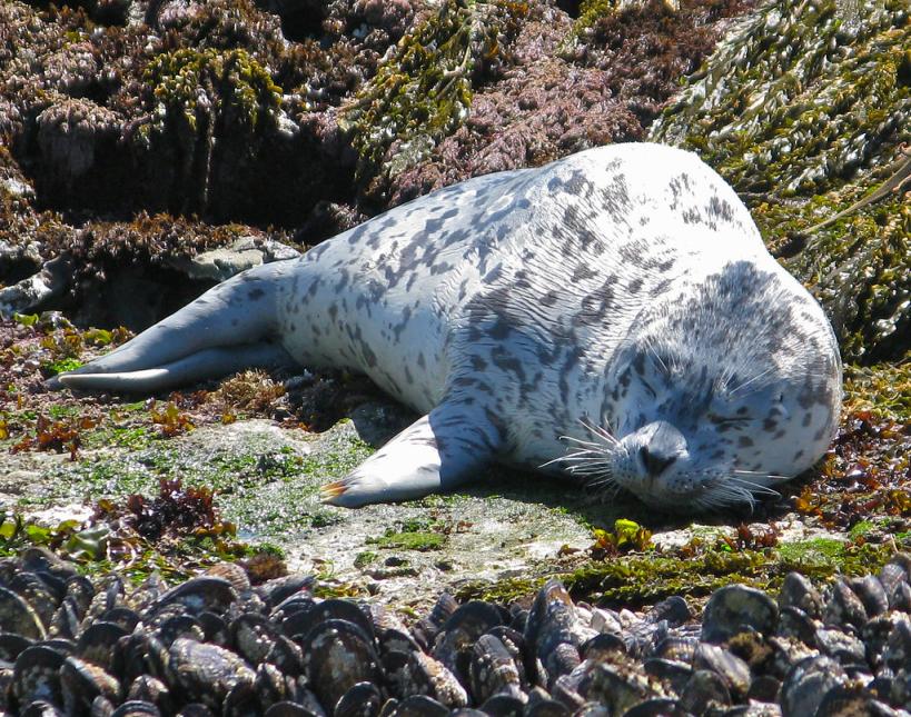 View of a baby harbor seal loafing on a rocky shoreline