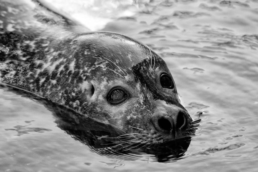 Close up of a harbor seal's head above the water