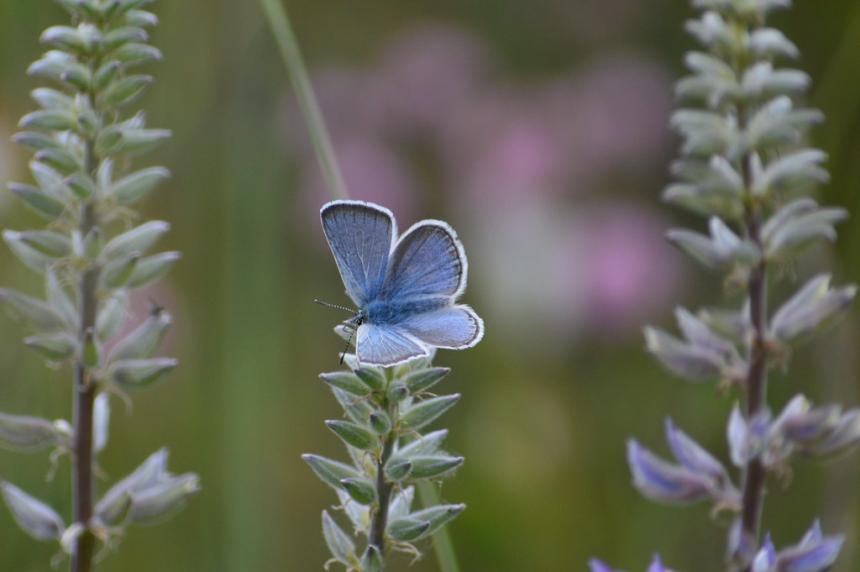 View of a Puget blue male on a flowering lupine