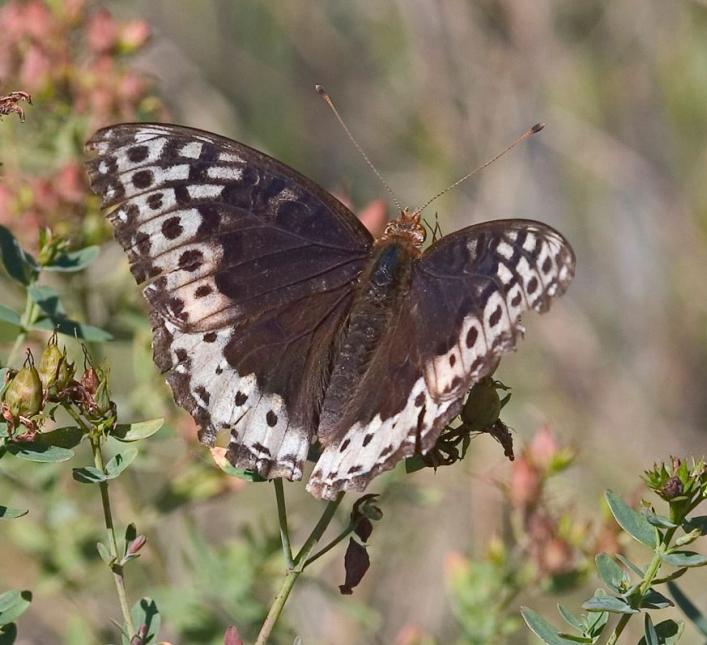 Close up of upperside of a female Puget Sound fritillary; dark brown wings with creamy outer borders