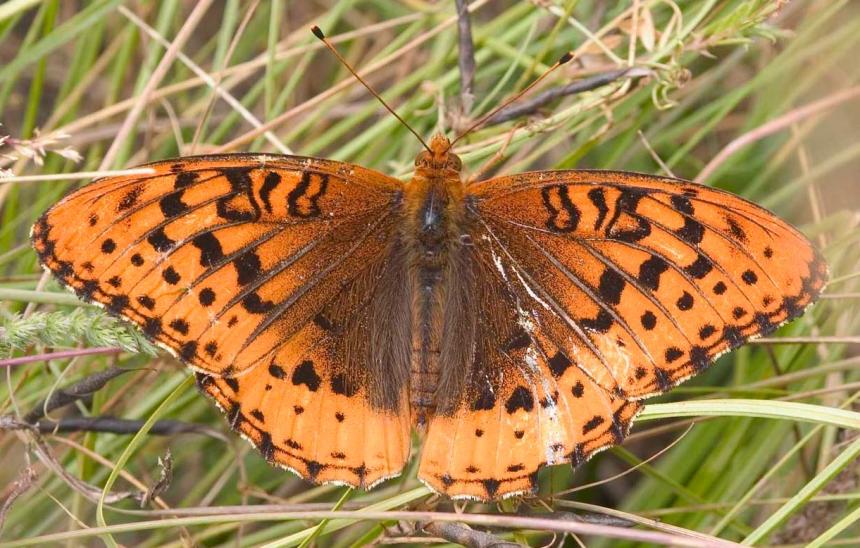 Close up of the upperside of a male Puget Sound fritillary; bright orange wings accented with darker checks and spots 