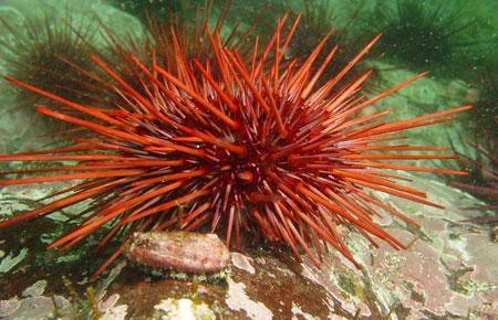 Close up of a red sea urchin on the sea bottom