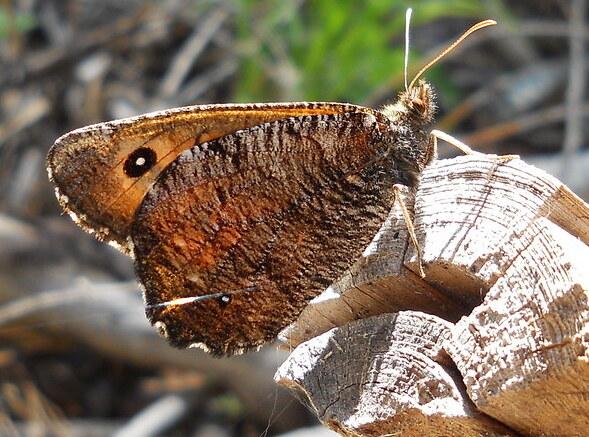 Close up of a great Arctic butterfly perched on the end of a cut branch