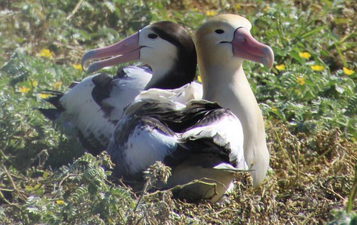 Close up of a short-tailed albatross subadult and adult pair