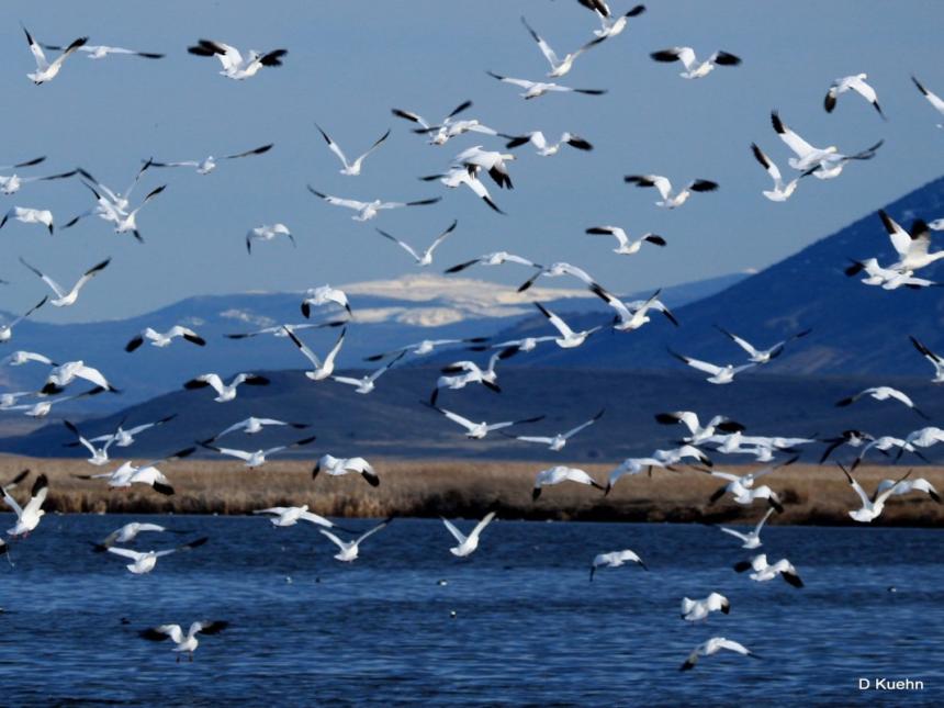 View of a large flock of snow geese in flight over a body of water with light-snow powdered hills in the background