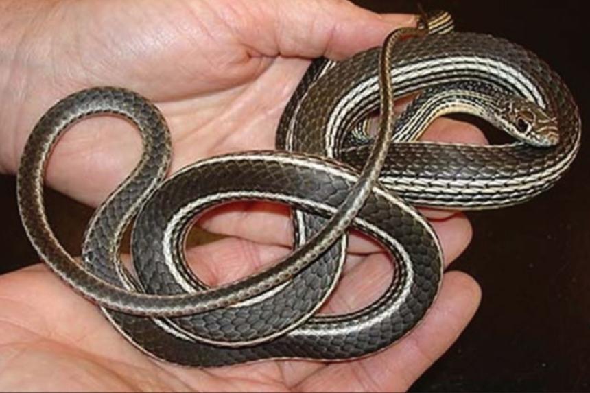 Closeup of a pair of hands holding a coiled desert striped whipsnake 
