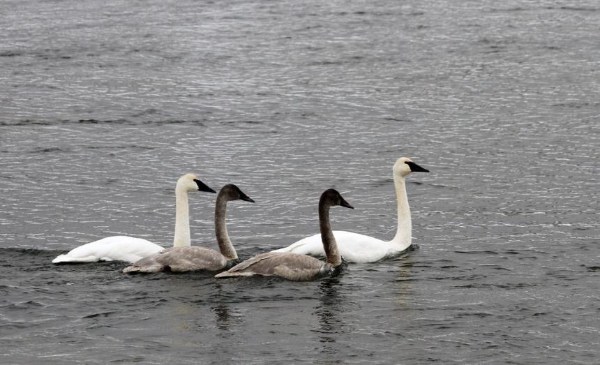View of two adult trumpeter swans with two juvenile swans on the water