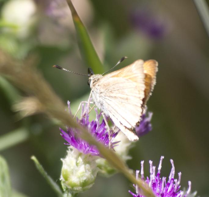 Close up of a Yuma skipper on a purple flowering thistle plant 
