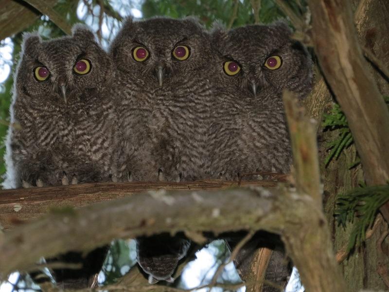 Close up of three young western screech owls huddled together on a branch